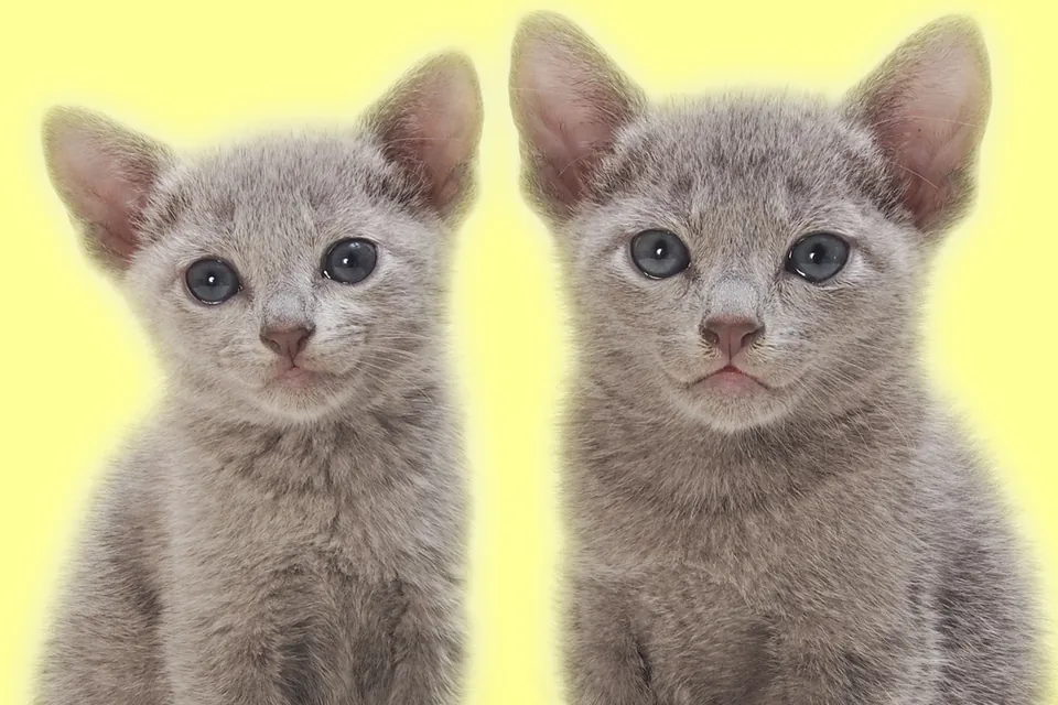 かわいい猫