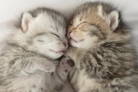 眠るアメリカンショートヘアの子猫