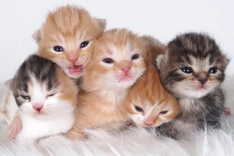 ５匹の子猫