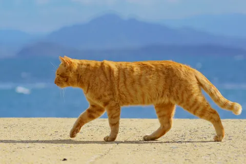 海辺を散歩する猫