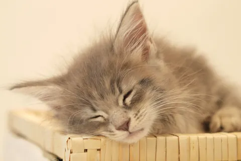 眠るメインクーンの子猫