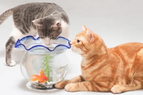 金魚と子猫