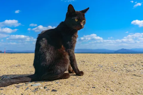 青空と黒猫