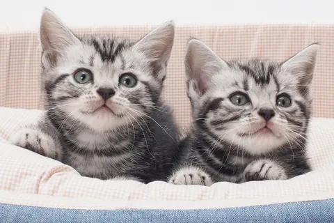 アメリカンショートヘアの子猫