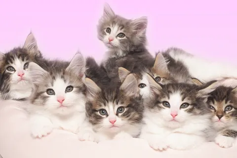 ノルウェージャンフォレストキャットの子猫たち