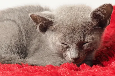 眠るロシアンブルーの子猫