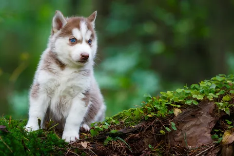Siberian Husky Puppy
