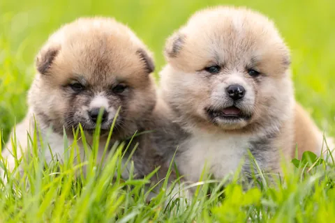 Akita Puppies on the Grass