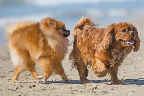 Cavalier King Charles Spaniel & Pomeranian Puppies
