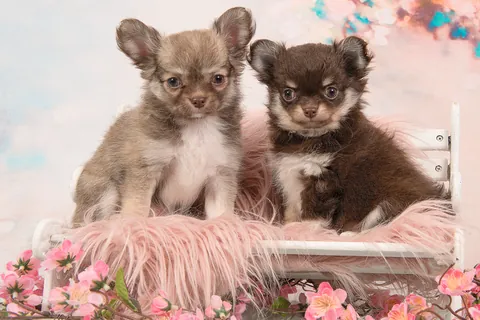 Chihuahua Puppies Sitting on the Bench