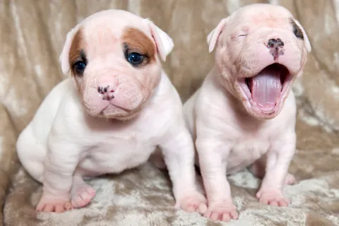 American Bulldog Puppies
