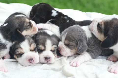 Sleeping Beagle Puppies