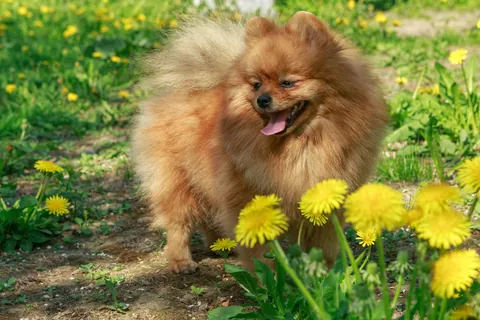 Pomeranian Dog Walking in the Garden