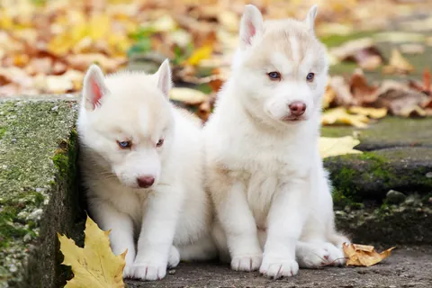 Husky Puppies in the Park
