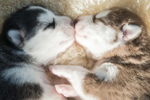 Sleeping Siberian Husky Puppies