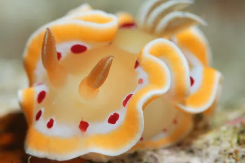 海の宝石 ウミウシ