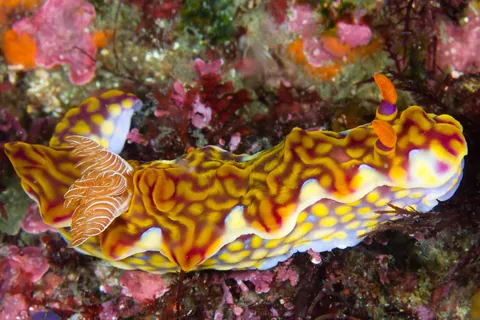 Miamira flavicostata Baba