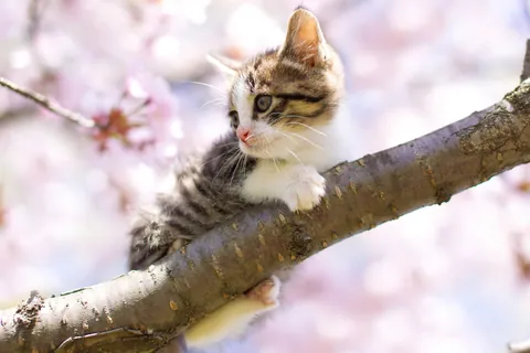 子猫と桜