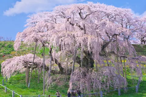 三春滝桜 福島県