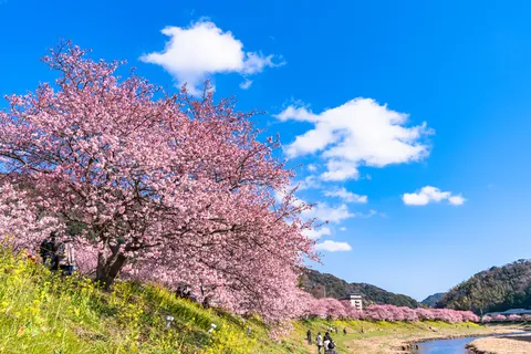 南伊豆の河津桜 静岡県