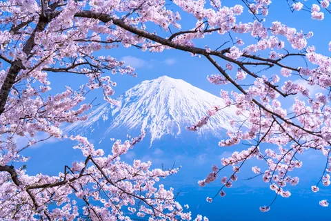 富士山と桜