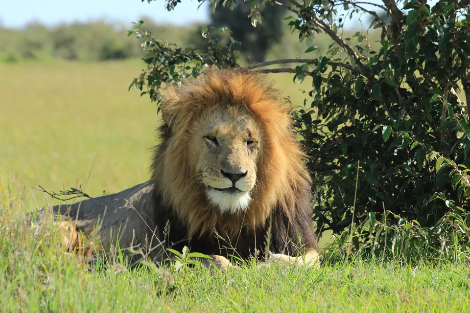 Fauna salvaje de África