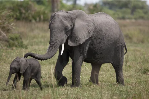 Elefante africano de sabana