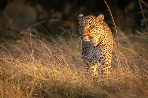 Leopardo