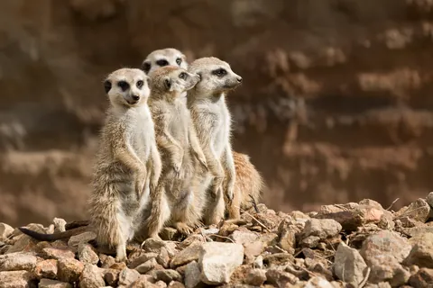 Suricata