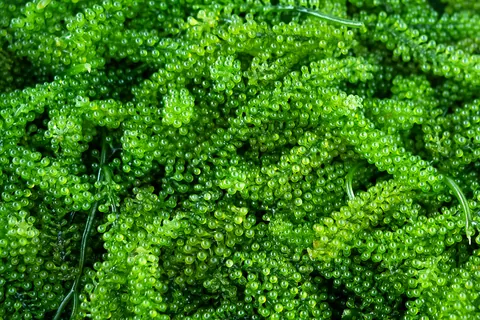 Uvas de mar (Caulerpa lentillifera)