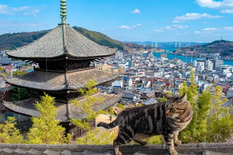三重塔と猫