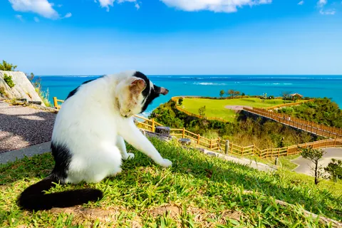 沖縄の景色と猫