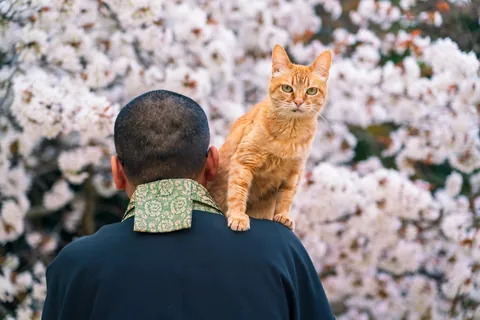 猫と僧侶