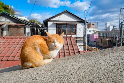 尾道の街猫