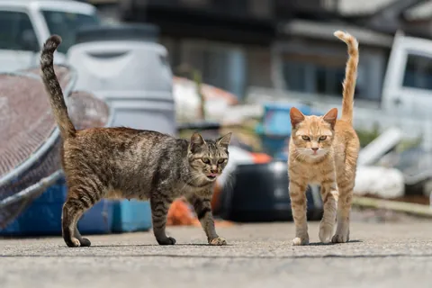 港に集まる猫