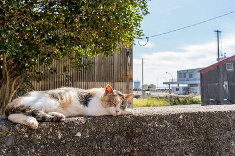 壁の上でお昼寝