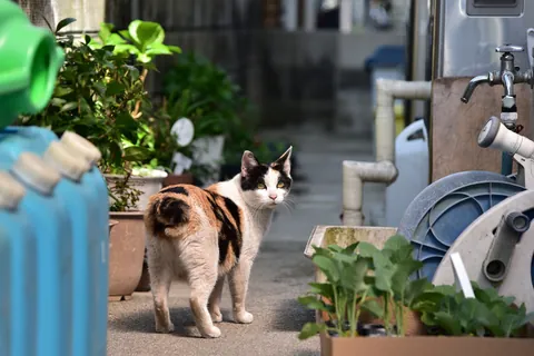 下町の猫