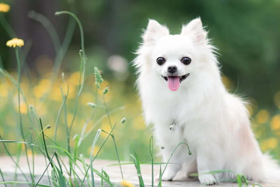 Chihuahua Der kleinste Hund