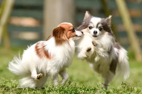 Spielen mit einem Papillon