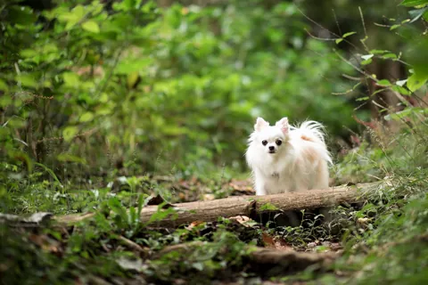 Im Wald