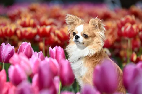 Im Tulpenfeld