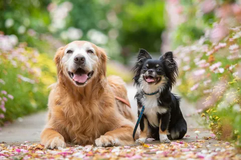 Mit einem Golden Retriever