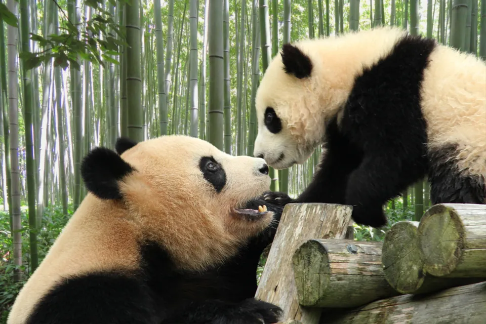 Parent and Baby Animals