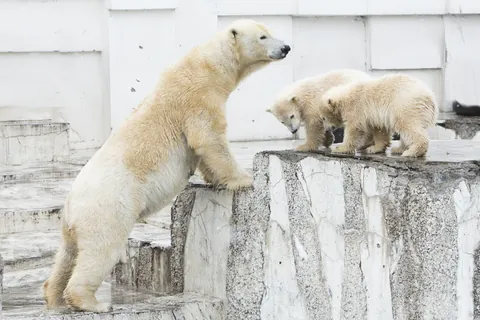 Polar Bear