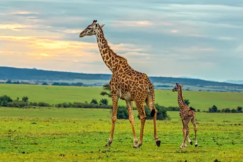 Giraffe