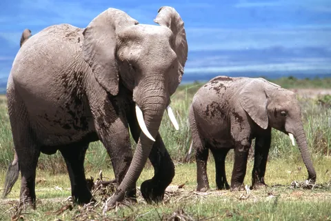 African Bush Elephant