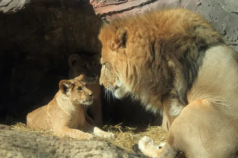 Lion