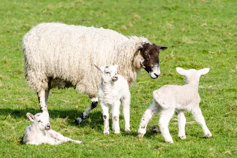 Sheep