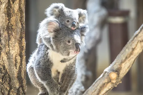 Koala