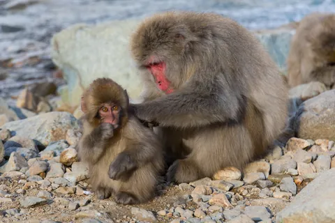 Japanese Macaque (Snow Monkey)